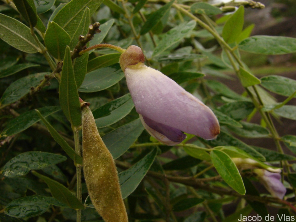 Mundulea sericea (Willd.) A.Chev.